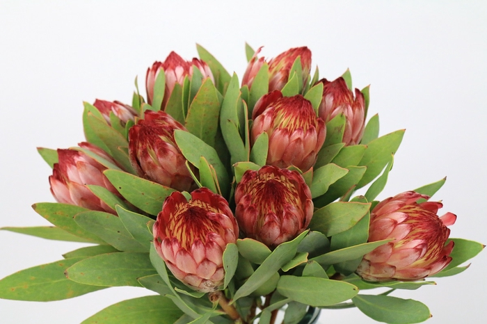 Protea Robijn