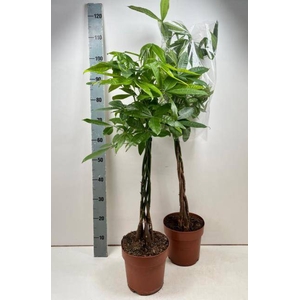 PACHIRA AQUATICA