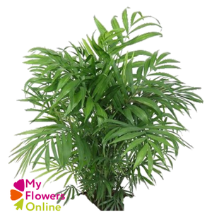 Greenery Chico Doro 30-36cm