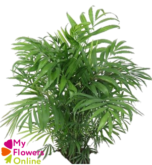 <h4>Greenery Chico Doro 30-36cm</h4>