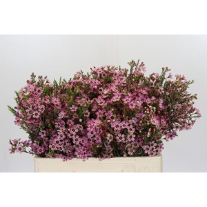 Chamelaucium Grand Adi