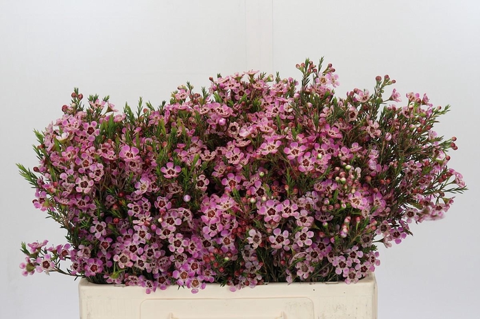 <h4>Chamelaucium Grand Adi</h4>