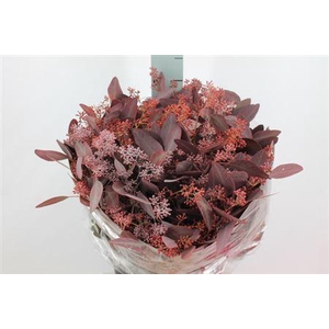 Euca Populus Bes Klb Rood Lang 300gr
