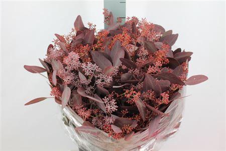 <h4>Euca Populus Bes Klb Rood Lang 300gr</h4>