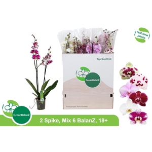 PHAL GEM 6 KL