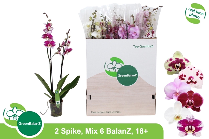 <h4>PHAL GEM 6 KL</h4>