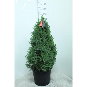 Picea glauca 'Conica'