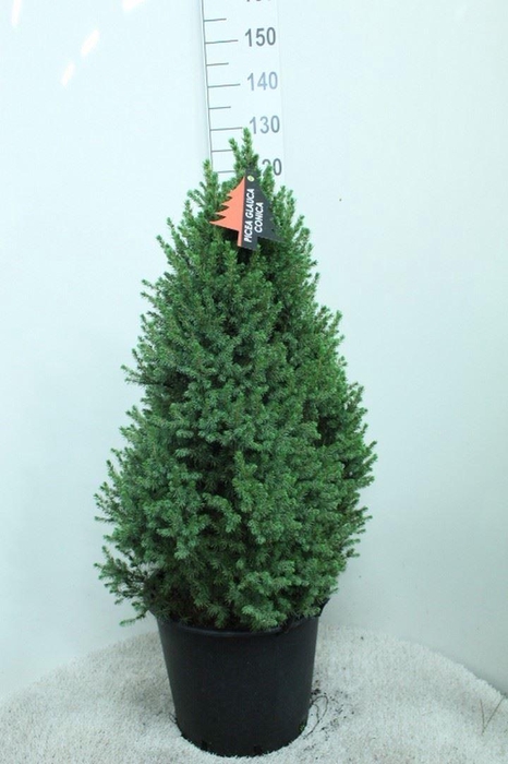 <h4>Picea glauca 'Conica'</h4>