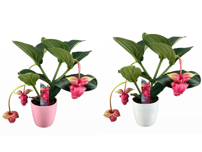 <h4>Medinilla magnifica Flamenco 2 etage 3/4 knop in mix keramiek</h4>