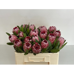 PROTEA PINK ICE