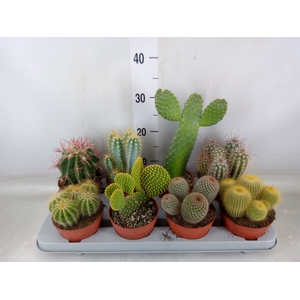 Cactus   ...mix