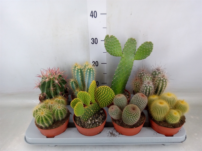 <h4>Cactus   ...mix</h4>