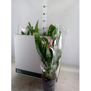 Aechmea fasciata 'Primera'