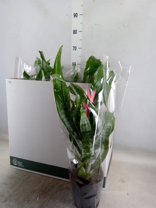 <h4>Aechmea fasciata 'Primera'</h4>