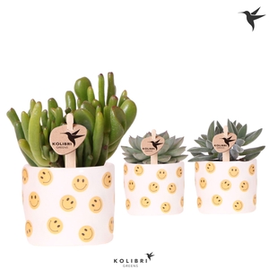 Kolibri Greens Succulenten mix in Smiley pot