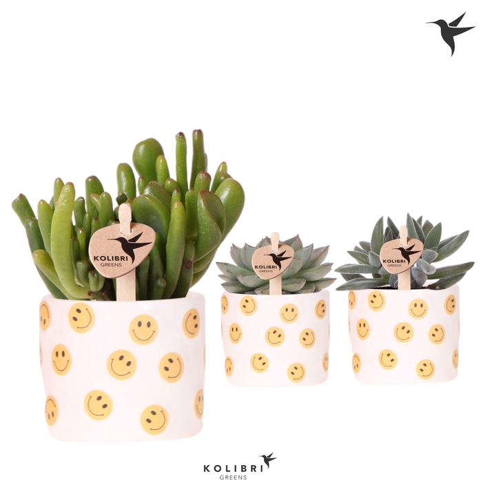 <h4>Kolibri Greens Succulenten mix in Smiley pot</h4>