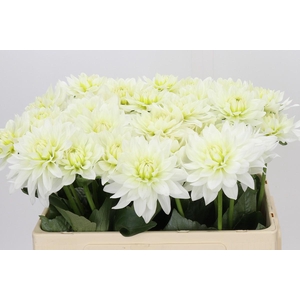 Dahlia Karma M. Zwaan