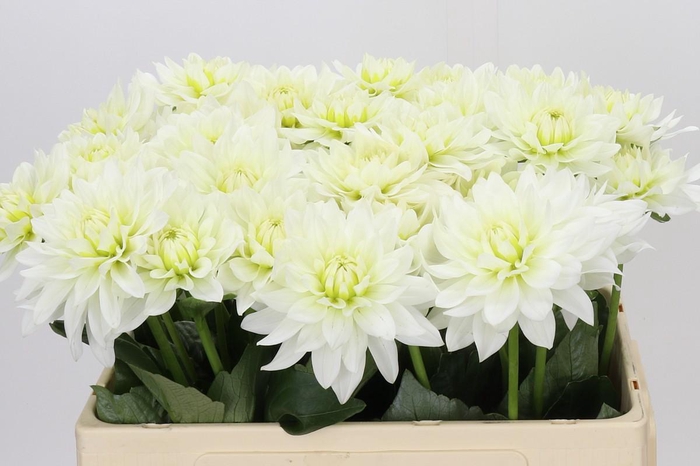 <h4>Dahlia Karma M. Zwaan</h4>