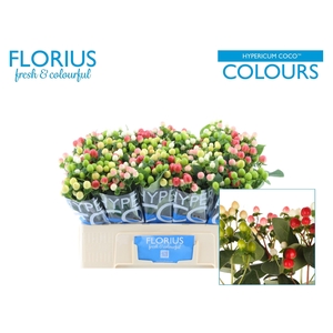 HYP COCO COLOURS GEM