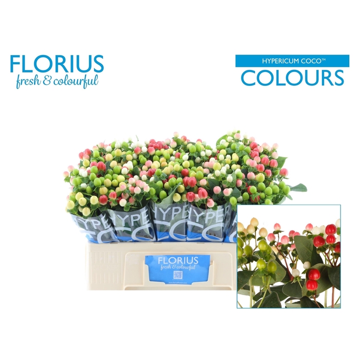 <h4>Hyp Coco Colours Gem</h4>