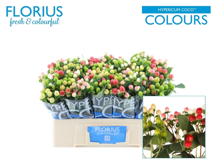 <h4>HYP COCO COLOURS GEM</h4>