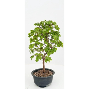 Carpinus laxiflora, in 13 cm trainingspot.