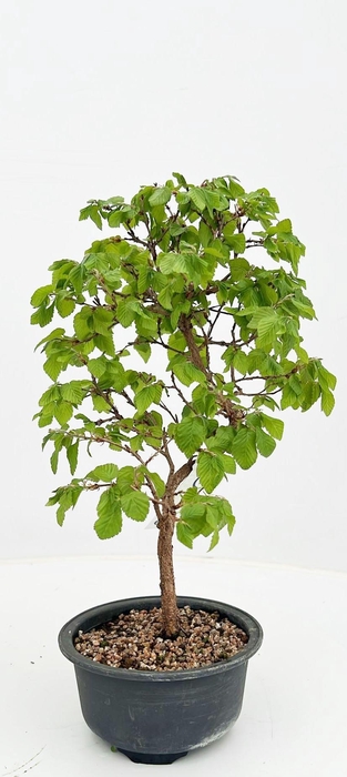 <h4>Carpinus laxiflora, in 13 cm trainingspot.</h4>