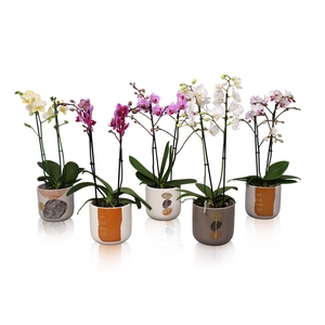 Phal. Multiflora 2-tak mix in keramiek BGC967