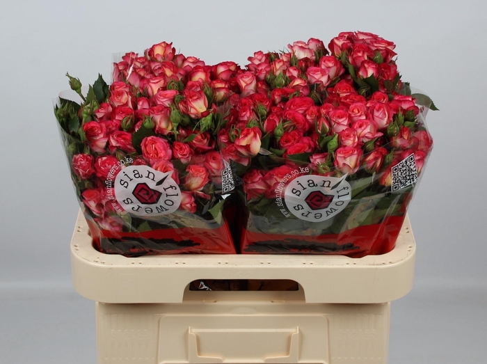 <h4>R TR SUMMER DANCE</h4>