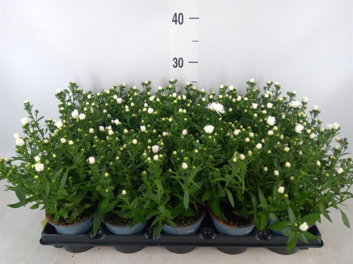 <h4>Aster n-b   ...</h4>