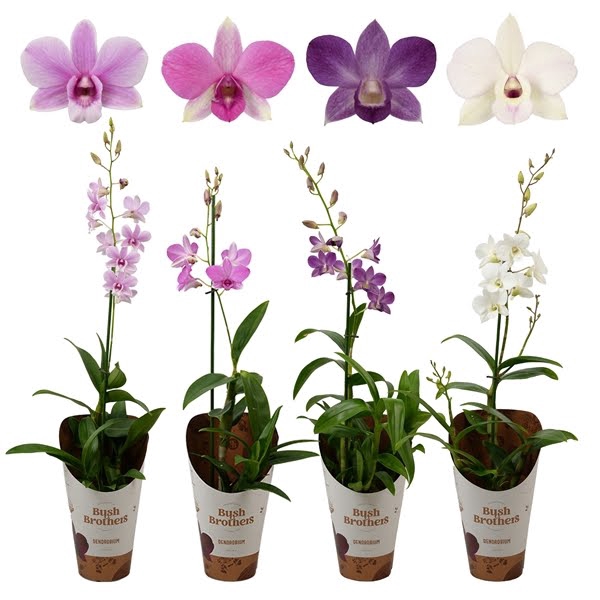 <h4>Dendrobium 1 tak mix 70+ cm lang</h4>