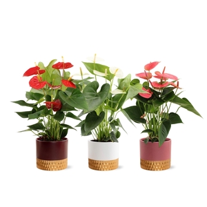 Anthurium 14 cm 3 color mix in Frederique 1 ceramics