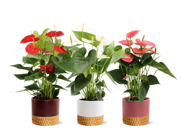 <h4>Anthurium 14 cm 3 color mix in Frederique 1 ceramics</h4>