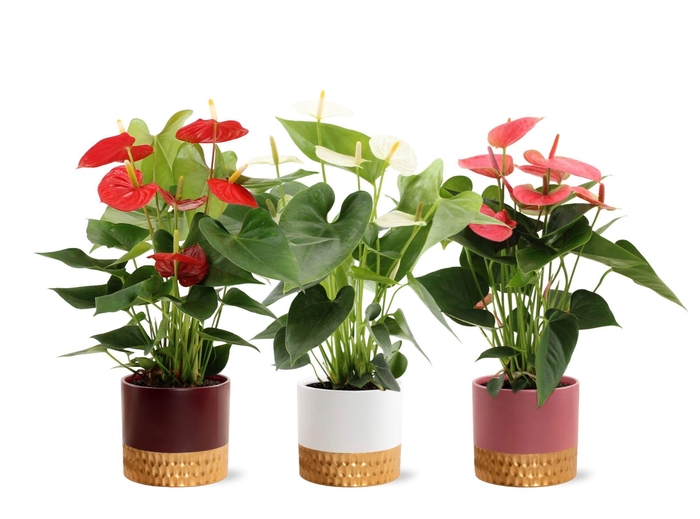 <h4>Anthurium 14 cm 3 color mix in Frederique 1 ceramics</h4>