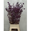CALLICARPA BOD PROFU