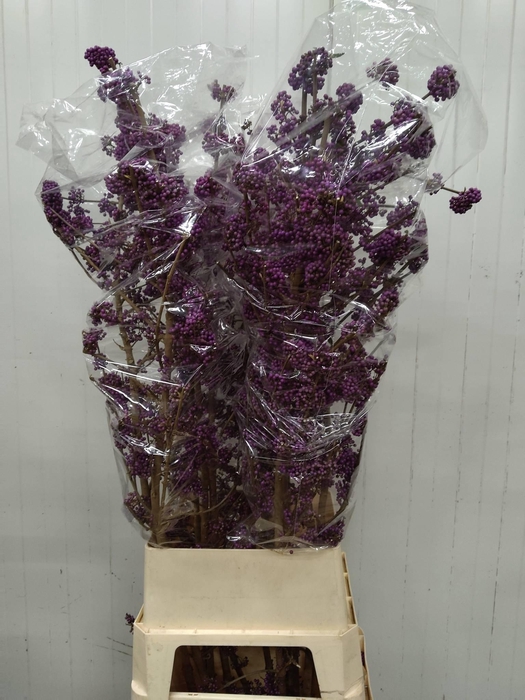 CALLICARPA BOD PROFU