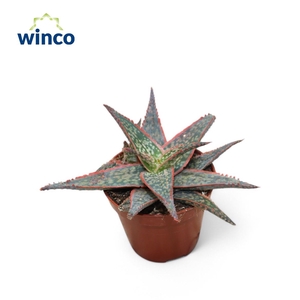 Aloe Pink Blush