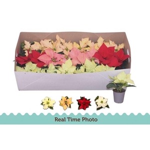 POINSETIA MINI MIX P6