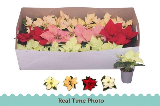 <h4>POINSETIA MINI MIX P6</h4>