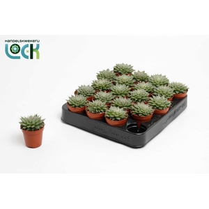 Graptopetalum Rusbyi