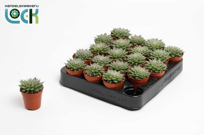 <h4>Graptopetalum Rusbyi</h4>