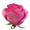 ROSA PINK MARTINI 040 CM ESTUFA