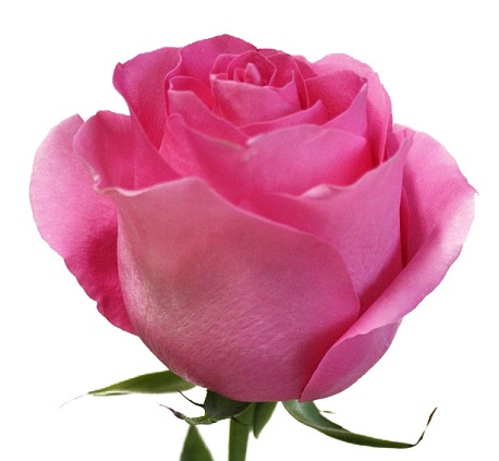 ROSA PINK MARTINI 040 CM ESTUFA
