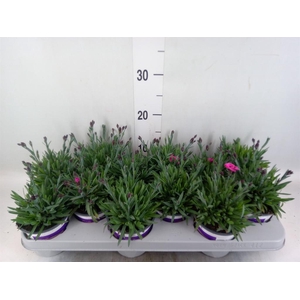 Dianthus  'Diantica Purple Wedding'