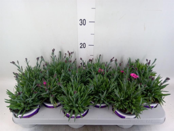 <h4>Dianthus  'Diantica Purple Wedding'</h4>