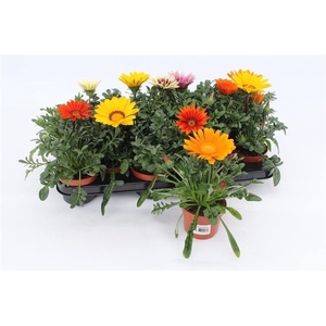 Gazania gemengd
