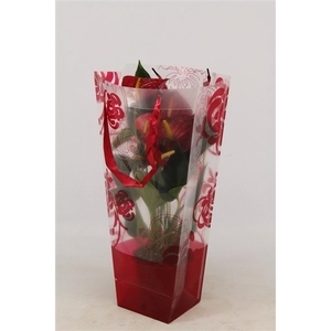 Anthurium Success Red in Lena red bag