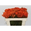Kaaps Groen Lanug. Orange