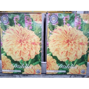 Dahlia   ...flowerbulbs