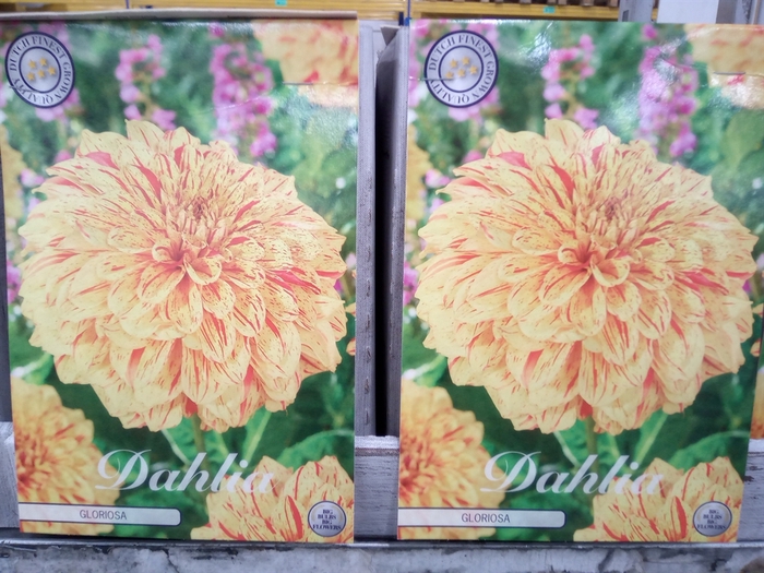 <h4>Dahlia   ...flowerbulbs</h4>